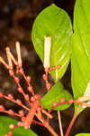 Scarletbush